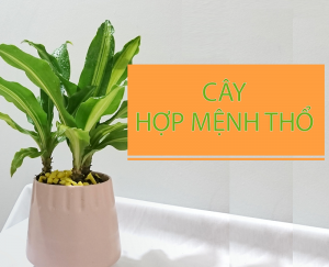 Mệnh Thổ hợp cây gì? Top 12 cây hợp phong thủy cho người mệnh Thổ