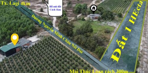 Đất 1 Hecta giá chỉ 4.2 tỷ Mặt tiền đường Nguyễn Minh Châu TX. Lagi
