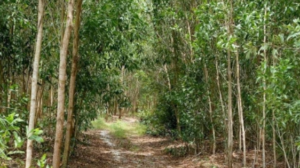datbinhthuan.vn